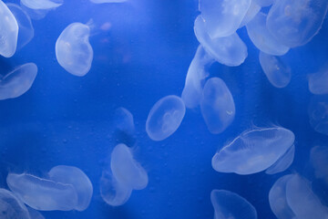 Meduse in pieno oceano