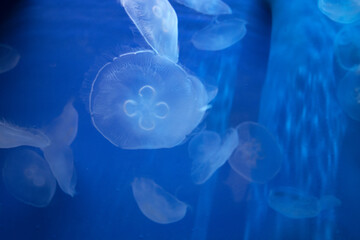 Meduse in pieno oceano