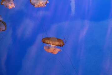 Meduse in pieno oceano