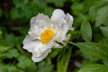 Obraz premium white paeonia blossom blooming in may