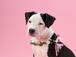 A Pit Bull puppy dons a charming floral wreath around its neck, set against a soft pink background. The image exudes a gentle and festive mood, contrasting the breed robust nature 