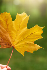 Female hand holding a golden autumn leaf against fall park on the sunny day. Autumn season concept