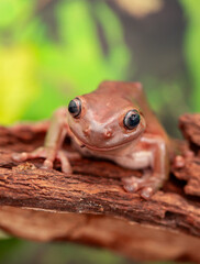 An Australian tree frog sits on the bark of a tree. The frog turns around and looks at the camera.
