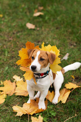 Funny Jack Russell Terrier dog in autumn leaves outdoor in park. Cute dog playing with his owner