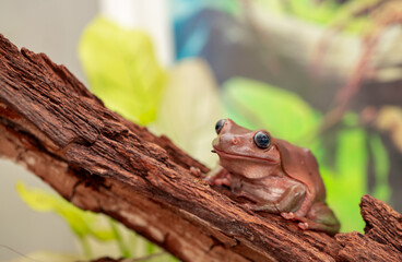 An Australian tree frog sits on the bark of a tree. The frog turns around and looks at the camera.