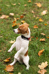 Jack russell terrier dog playing with his owner in autumn park. Dog portrait on green grass with fall leaves