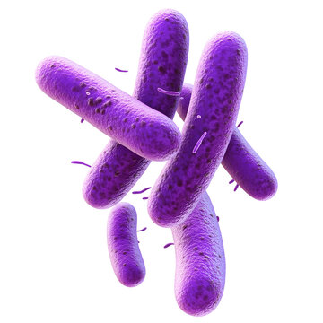 Photography of Pseudomonas Aeruginosa Bacterium on White background transparent png 
