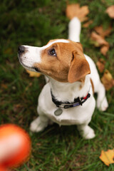Jack russell terrier dog playing with his owner in autumn park. Dog portrait on green grass with...