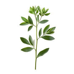 Fototapeta premium Proteus Mirabilis Plant Isolated on Plain White background transparent png 