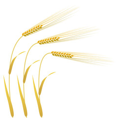 Three barley stalks with golden ears