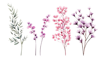 flowers stalk watercolor isolated on transparent background cutout