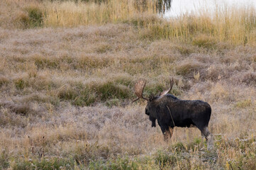 Bull Moose during the Rut in Autumn in Wyoming