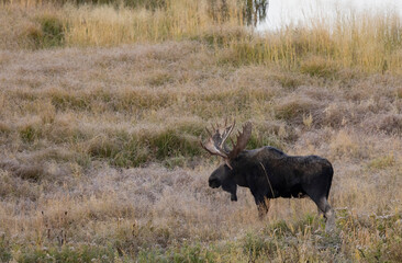 Bull Moose during the Rut in Autumn in Wyoming