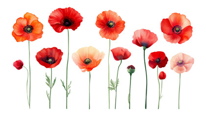 poppies watercolor isolated on transparent background cutout