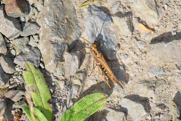 Brown grasshopper on rocks on a sunny summer day.