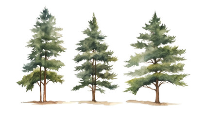 Fototapeta premium set of pine tree watercolor isolated on transparent background cutout