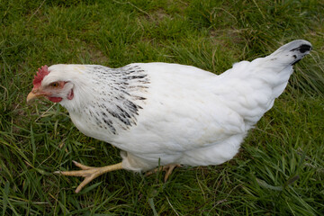 free range white chicken on grass
