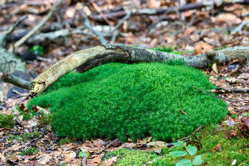 Green moss on a sunny summer day.