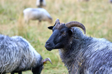 Sheep grazing in a meadow on a summer day.