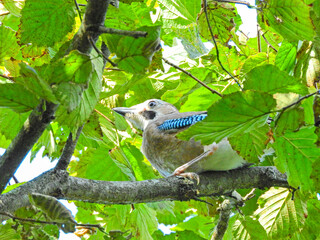 jay garrulus glandarius bird on tree branch