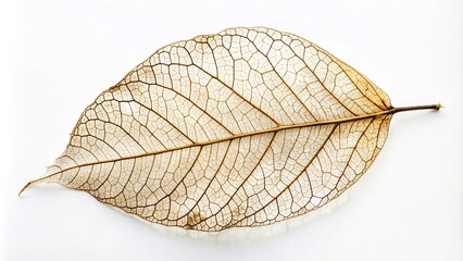 Fototapeta premium macro, white background, texture, botanical, decay,dried leaf, nature's beauty, skeleton, plant, detailed, close-up, organic, fragile, Dried leaf skeleton isolated on a white background