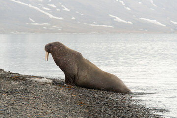 Morse, Odobenus rosmarus, Spitzberg, Svalbard, Norvège