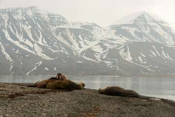Morse, Odobenus rosmarus, Spitzberg, Svalbard, Norvège
