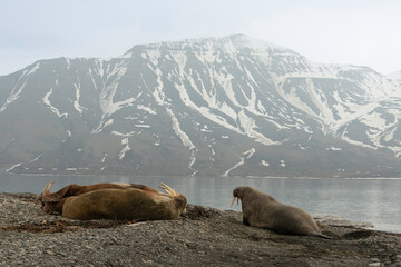 Morse, Odobenus rosmarus, Spitzberg, Svalbard, Norvège
