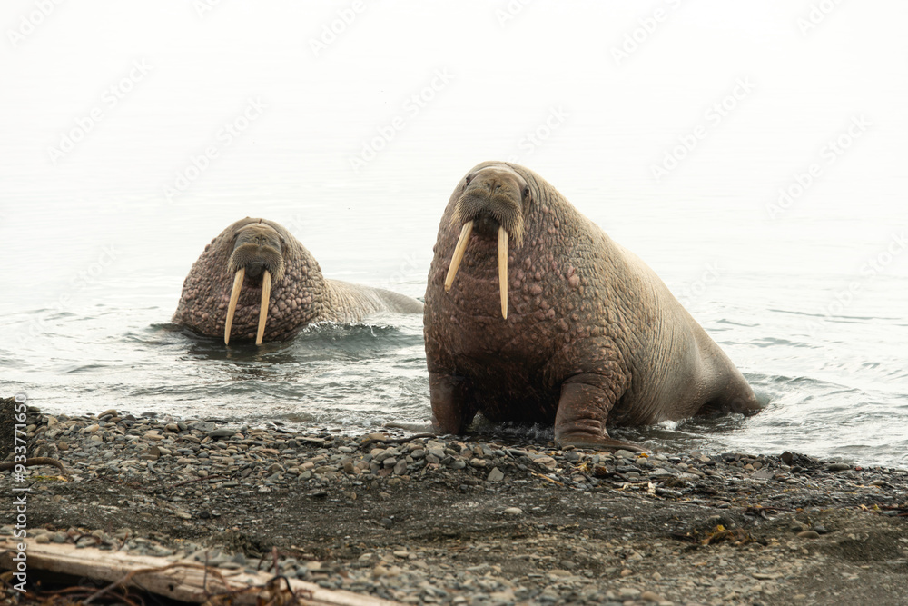 Canvas Prints Morse, Odobenus rosmarus, Spitzberg, Svalbard, Norvège