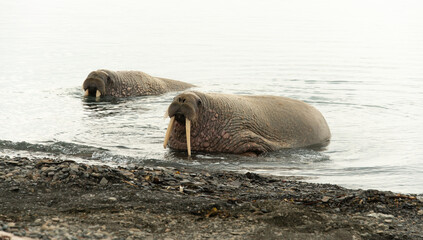 Morse, Odobenus rosmarus, Spitzberg, Svalbard, Norvège