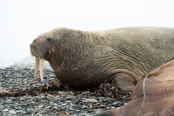 Morse, Odobenus rosmarus, Spitzberg, Svalbard, Norvège