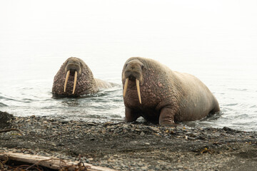 Morse, Odobenus rosmarus, Spitzberg, Svalbard, Norvège