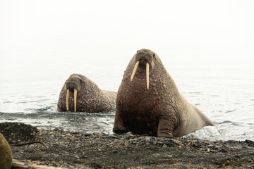 Morse, Odobenus rosmarus, Spitzberg, Svalbard, Norvège
