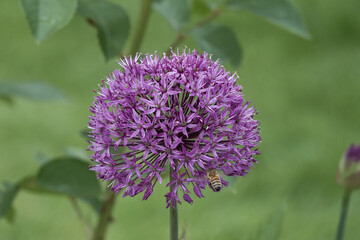western honey bee collecting pollen from beautiful purple flowers of black garlic allium nigrum