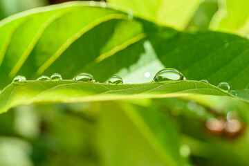 Dew drops on green foliage. Water and environment