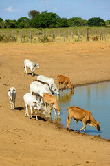 Cattle drinking water in a lake in the countryside of Pernambuco, Brazil.