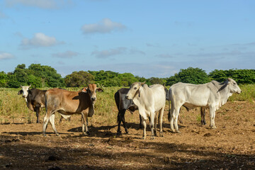 Cattle raised freely in the countryside of Pernambuco, Brazil.