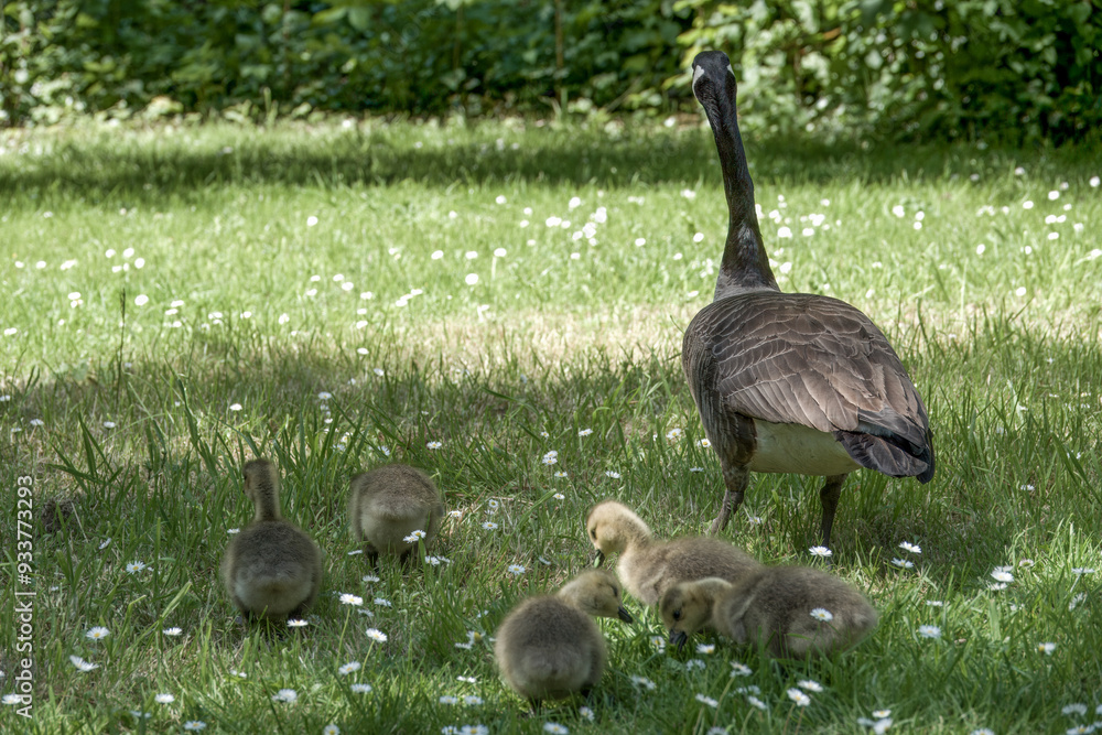 Wall mural Canada goose branta canadensis with family of goslings