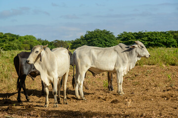 Cattle raised freely in the countryside of Pernambuco, Brazil.