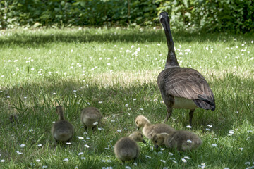 Canada goose branta canadensis with family of goslings