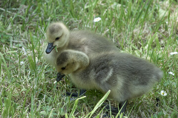 close up of cute canada goose goslings branta canadensis amongst daisies