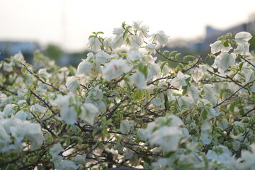 Whispers of White Blooms in Spring