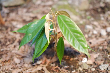 Close-up photo of durian seedlings growing in the ground