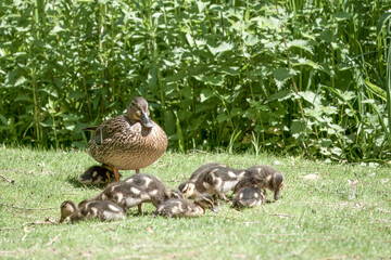 female mallard duck with her family of cute ducklings