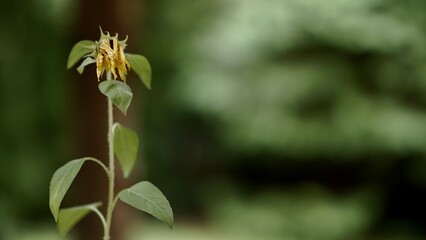 Withered flower