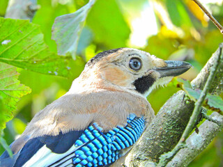 jay garrulus glandarius bird on tree branch
