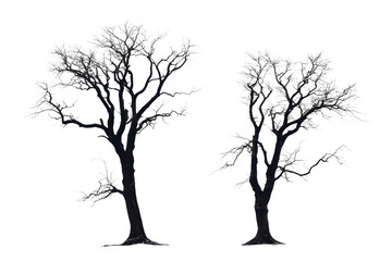 Obraz premium Two detailed black and white silhouette images of tall trees with branches and foliage. High-resolution nature illustration perfect for various designs.