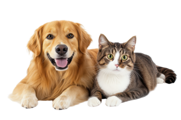 Friendly dog and relaxed cat lying side by side, capturing a heartwarming moment of companionship between pet friends.