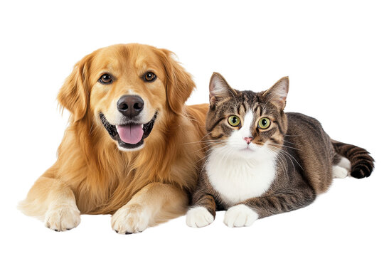 Friendly dog and relaxed cat lying side by side, capturing a heartwarming moment of companionship between pet friends.