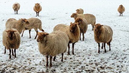 flock of sheep on a snowy meadow in wintertime